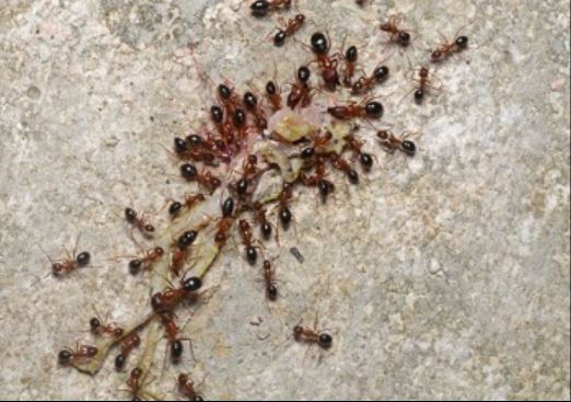 this is an image of ants in Tustin, CA