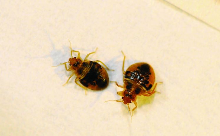 this is a picture of bed bugs in Tustin, CA