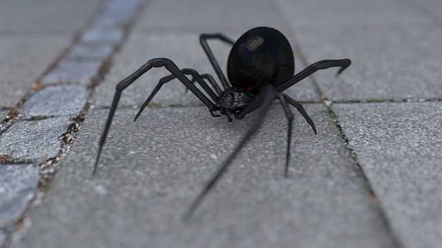 this is  picture of black widow in Tustin, CA