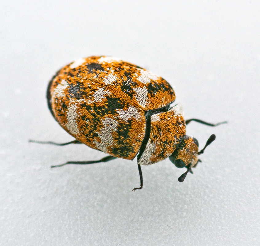 an image of Tustin carpet beetle