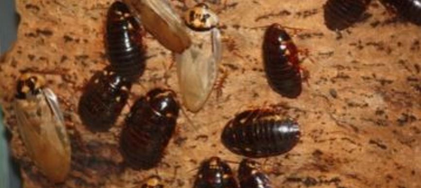 this is a picture of cockroaches in Tustin, CA