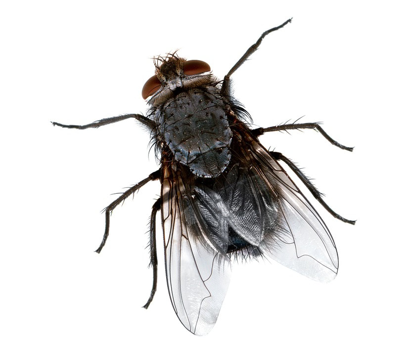 an image of fly in Tustin, CA