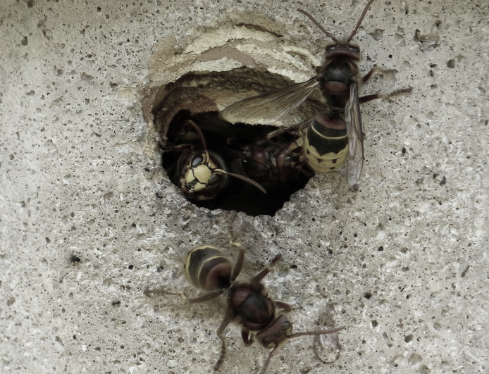 an image of hornets in Tustin, CA