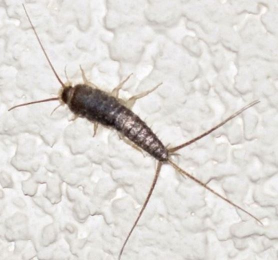 this image shows silverfish control in Tustin, California