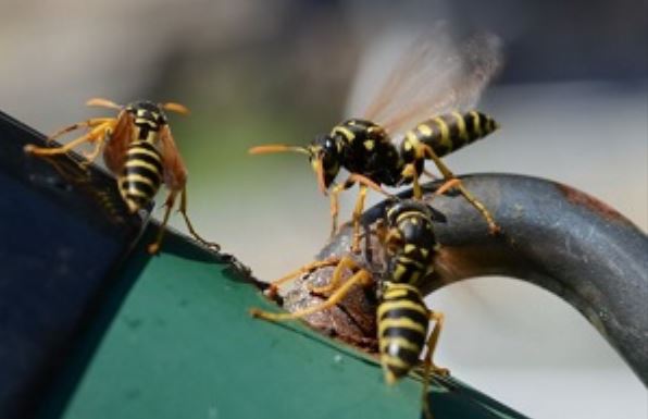this image shows wasp control in Tustin, California