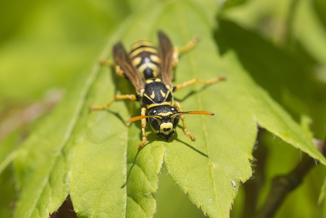 this image shows yellow jacket control service in Tustin, California