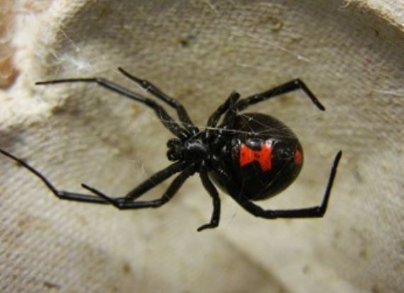 this image shows black widow control in Tustin, California