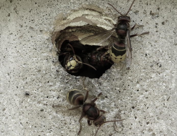 this image shows hornet control in Tustin, California