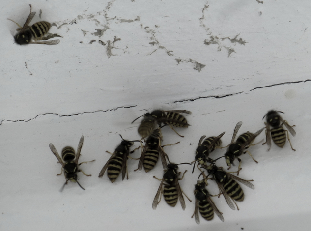 this image shows wasp control in Tustin, California